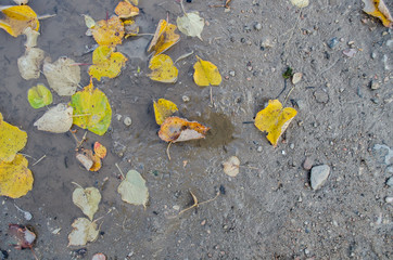 Organic Fertilizer, compost (leaf pile) / leaves on the dirt ground with water puddle pool / Fallen...