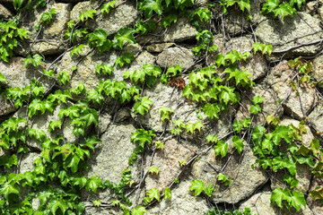 Leave stone wall background