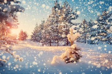 Poster Mooie boom in winterlandschap in de late avond in sneeuwval © candy1812