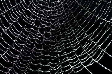 Sparkling water droplets in a spider web