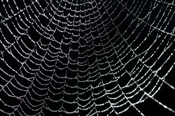 Sparkling water droplets in a spider web
