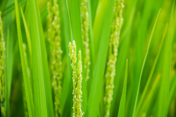 Fototapeta na wymiar 稲の花
