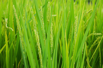 Fototapeta na wymiar 稲の花