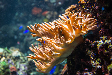coral