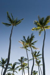 Fototapeta premium palm trees