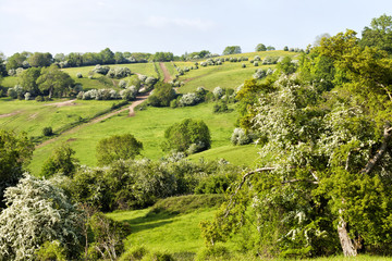 rolling hills of Cotswold rural countryside, white hawthorn trees, buttercups flowering meadows, uphill hiking trail