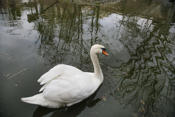 Fototapeta premium White swan swimming in a lake