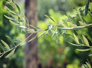 Photo sur Plexiglas Olivier Branche d& 39 olivier aux olives de Toscane