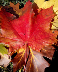 leaf,  botanical, oak, maple,  macro, organic, season, flora, flowers, botany, cheerful, design, bottom, natural, yellow, vibrant, green, beautiful, red, colorful, 
