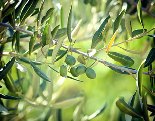 Olive branch with Tuscan olives