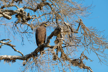 Crested Serpent eagle sitting on tree against blue sky, Yala National Park, Sri Lanka