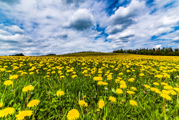 field of dandelion at sauerland, germany