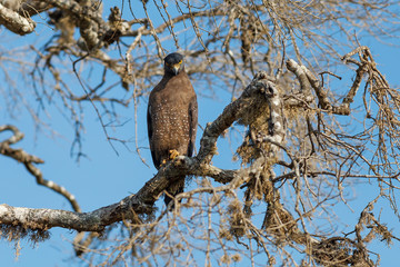 Crested Serpent eagle sitting on tree against blue sky, Yala National Park, Sri Lanka