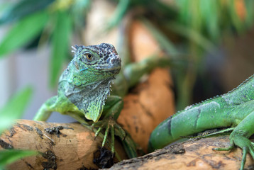 lizard iguana
