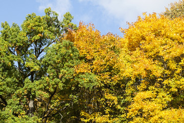 Fototapeta premium Green and yellow trees in autumn. Blue sky.