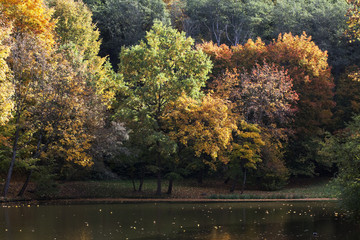 Obraz premium Colorful autumn trees along the lake. Fallen leaves.