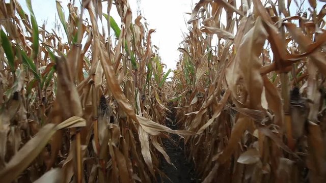 Steadicam through cornfield.