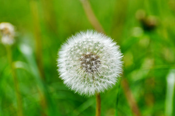 close up of common dandelion at sauerland, germany