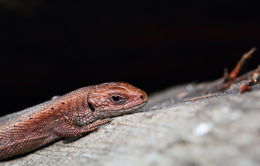 Viviparous lizard. Zootoca vivipara