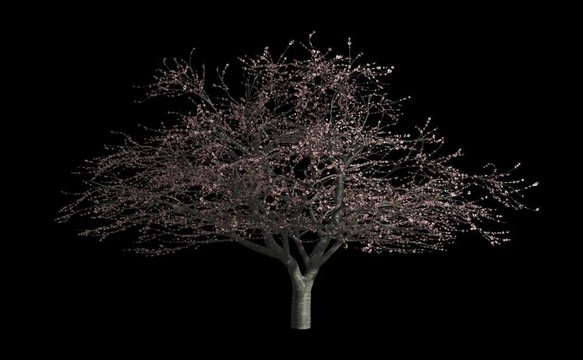 cherry blossoms blowing in wind, isolated on a black with alpha mask