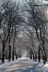 Ulica zimą - obrazy, fototapety, plakaty