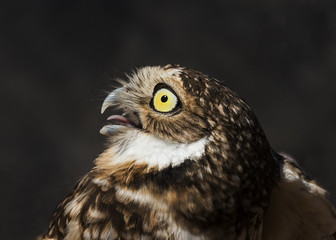 Burrowing Owl (Athene cunicularia) Night Hunter