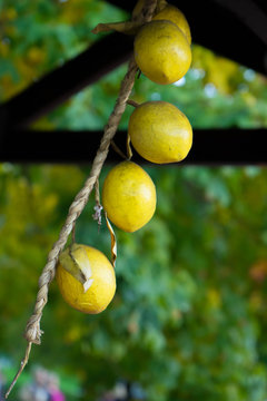 Lemon bunch with space