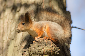 Naklejka na ściany i meble squirrel on a tree closeup