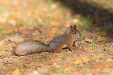 Naklejka na ściany i meble squirrel on a sunny autumn day