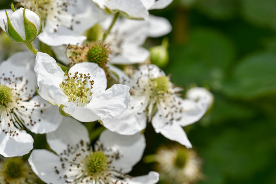 A macro closeup of Raspberry blossom blooming in the spring season. White raspberry flower in fresh green field on a blurred background. Raspberry bush is blooming in summer daylight.