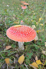 Царство мухоморов