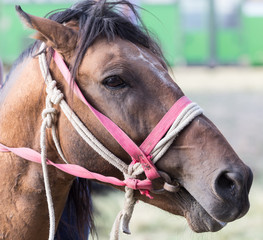 the head of the horse on nature