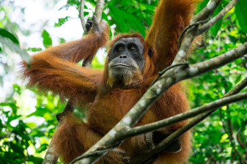 Animals in wild. Orangutan female in tropical rainforest relaxing on tree. Sumatra, Indonesia © PerfectLazybones