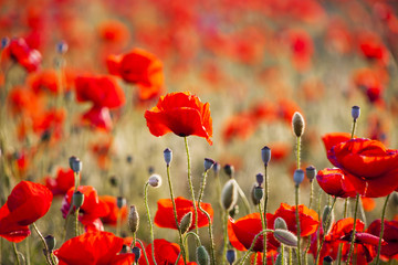 Red poppy field. Floral background