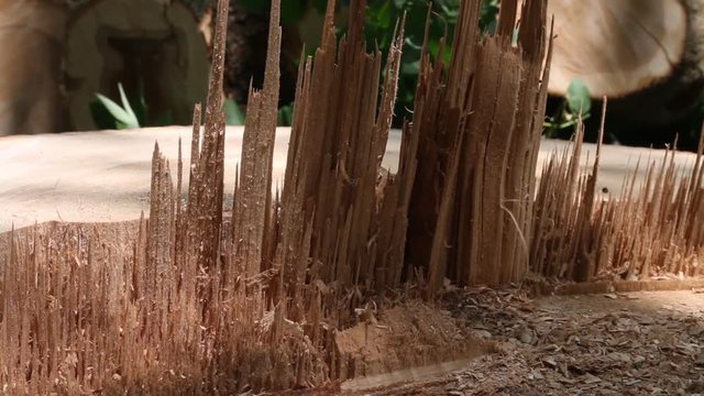 Stump Of An Ash Tree Cut Down After Being Infected By The Emerald Ash Borer (Agrilus Planipennis), Des Plaines, Illinois/USA.