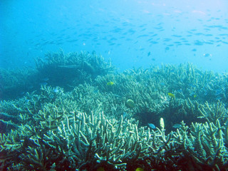 Oceanscape