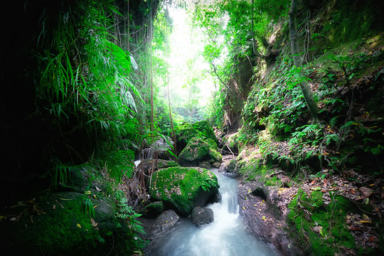 Fototapeta Indonezja dzikie dżungle. Niesamowity tajemniczy krajobraz lasu deszczowego z małym wodospadem płynącym wśród roślin tropikalnych
