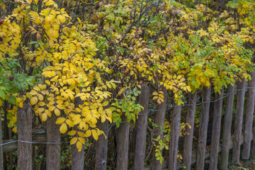 Heckenrose und Lattenzaun im Herbst
