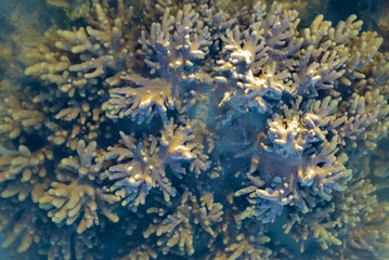 soft coral patterns