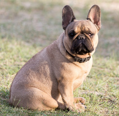 Portrait of a dog on the nature