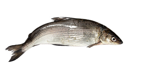 Whitefish on a white background. Crude lake fish