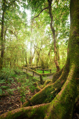 Tropical misty rainforest landscape of outdoor park with big tree roots, jungle plants and wooden bridge. Travel background at Doi Inthanon, Chiang Mai province, Thailand