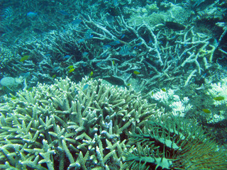 Fototapeta na wymiar Corals and crown of thorns