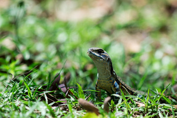 Butterfly Lizard.