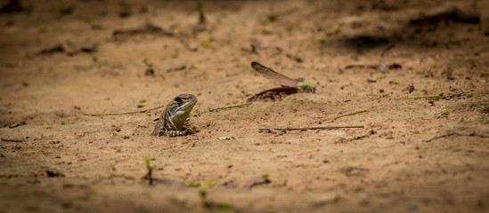 Butterfly Lizard.