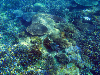 Fototapeta na wymiar Plate Coral Colours