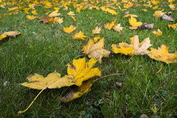 Autumn abstract natural daylight scene with a lot of yellow and orange maple leaves lying in still green grass.