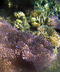 Naklejka na ściany i meble Colourful coral formations