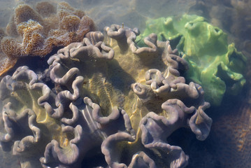 coral colours