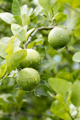 fresh lemon , agriculture